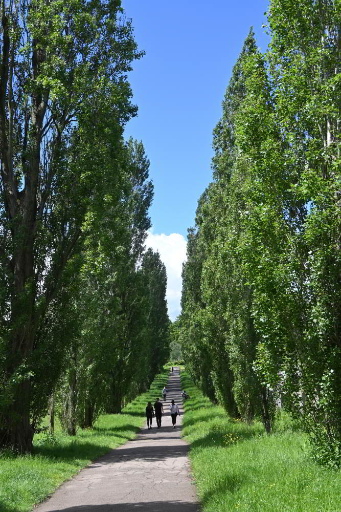 Poplar trees.JPG