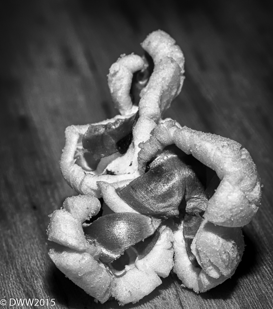 Popped Corn BW (1 of 1).jpg