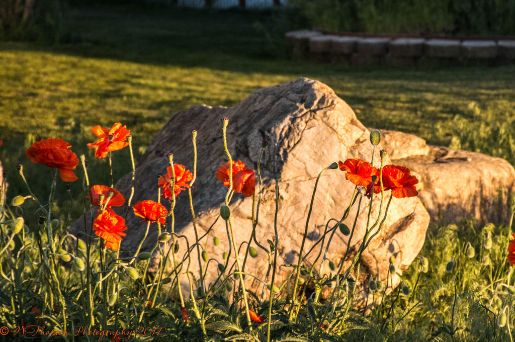 Poppies #2 in Hooper 5-13-2017.jpg