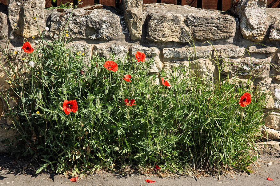 Poppies.jpg