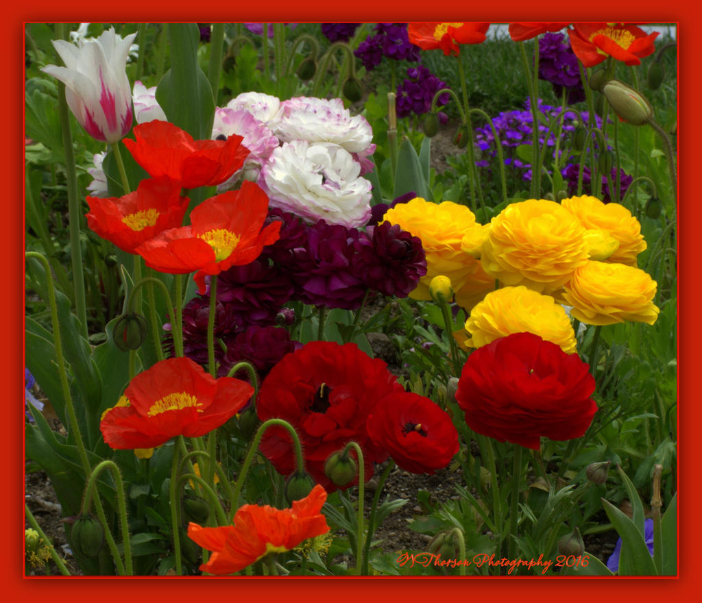 Poppies, Tulips and Ranunculus 4-30-2016.jpg