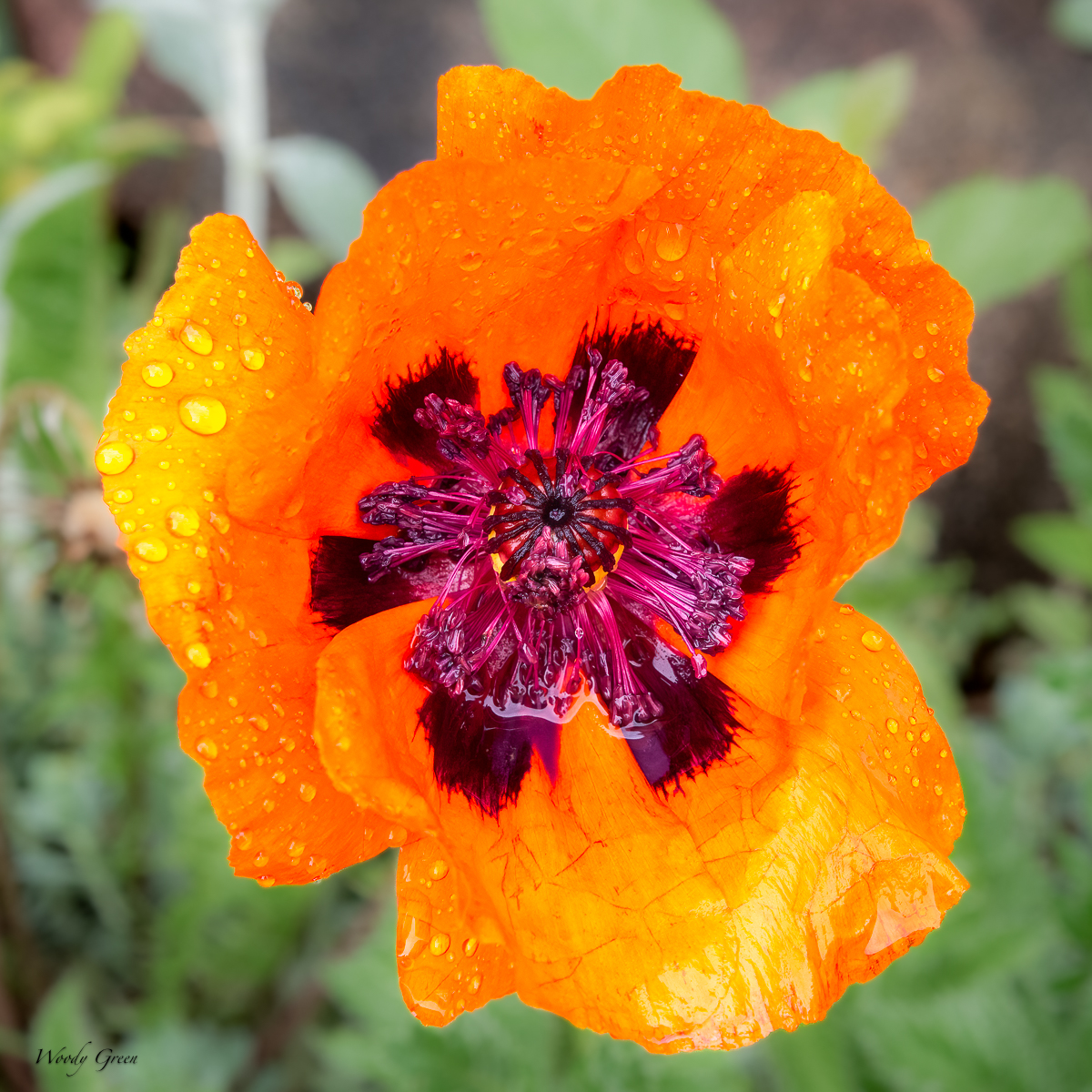 Poppy-651.jpg
