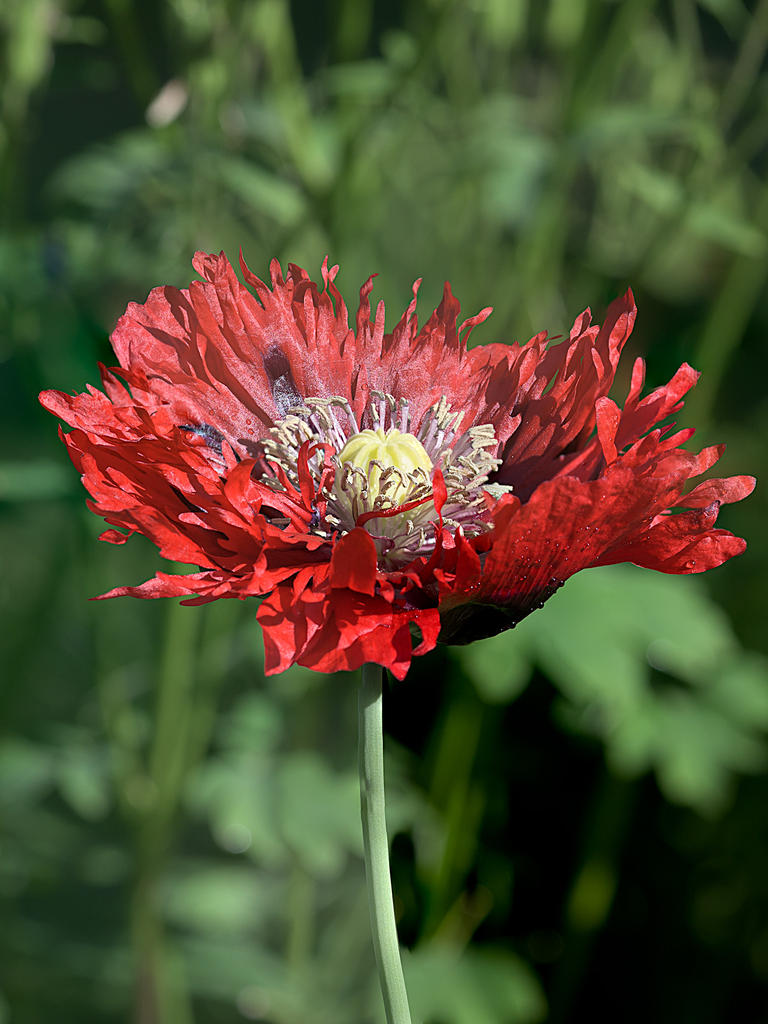 Poppy-a.jpg