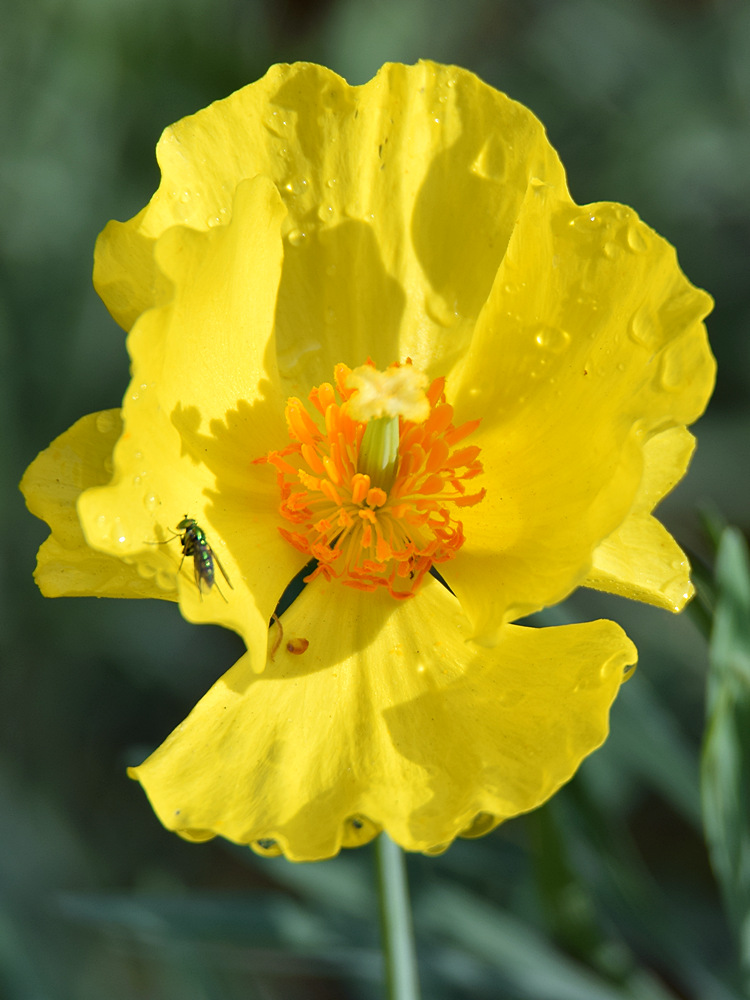 Poppy.jpg