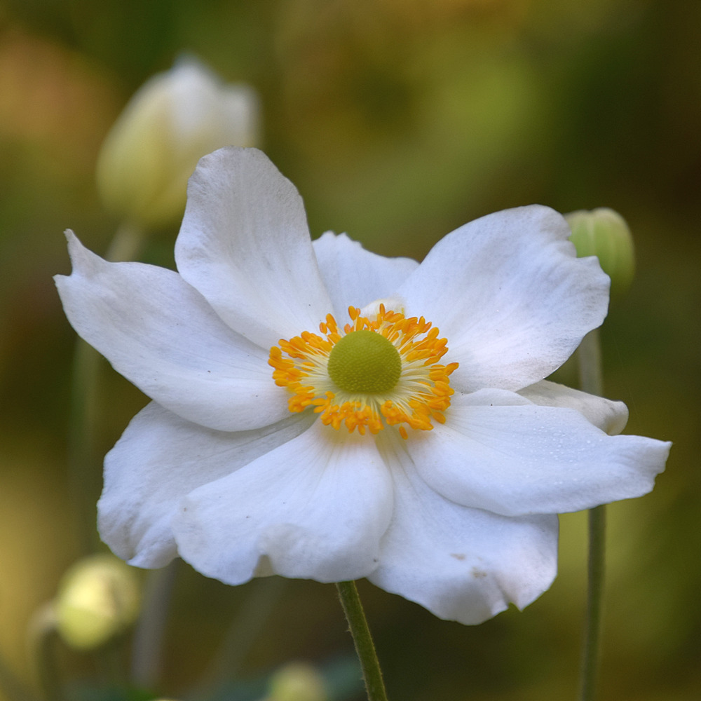 Poppy.jpg