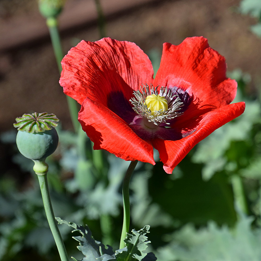 Poppy.jpg