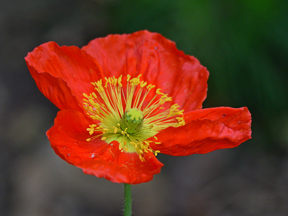 Poppy.jpg
