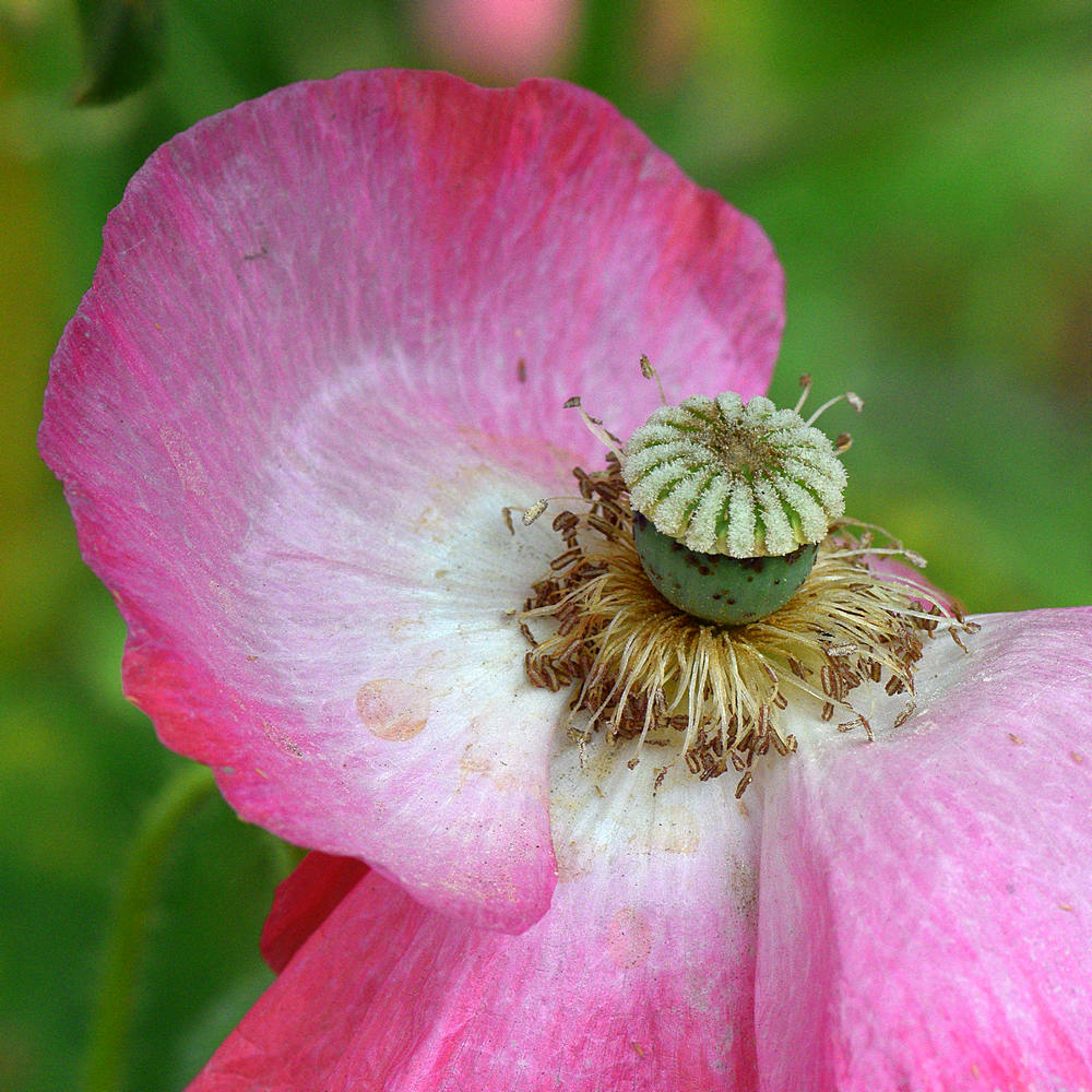 Poppy.jpg
