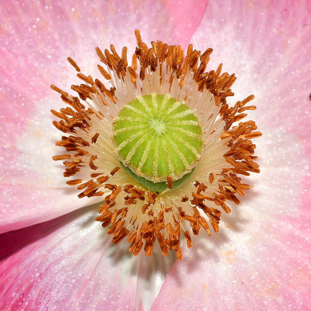 Poppy.jpg