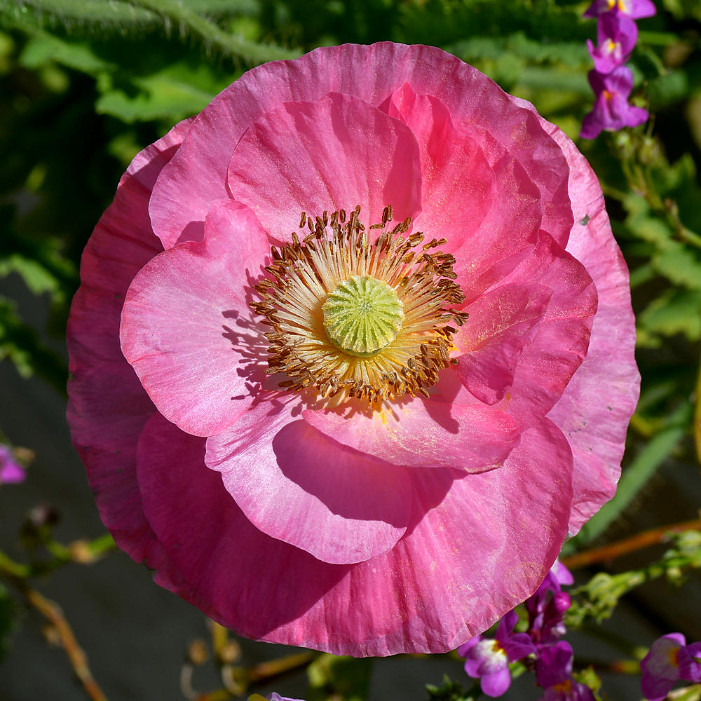 Poppy.jpg
