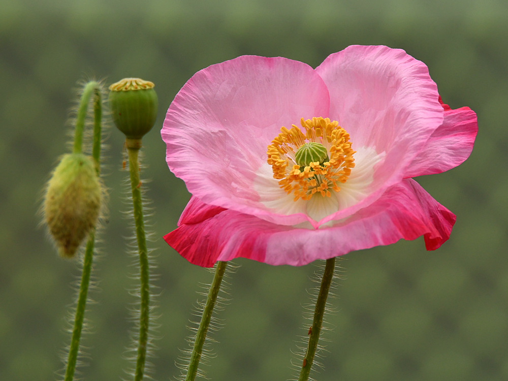 Poppy.jpg