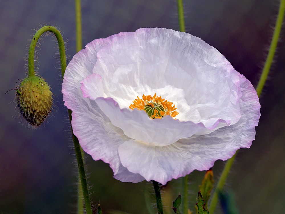 Poppy.jpg
