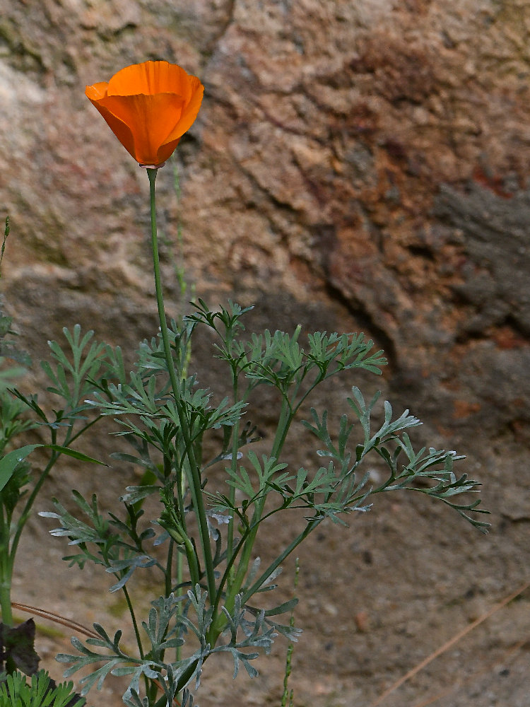 Poppy.jpg
