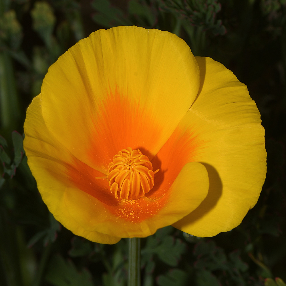 Poppy.jpg