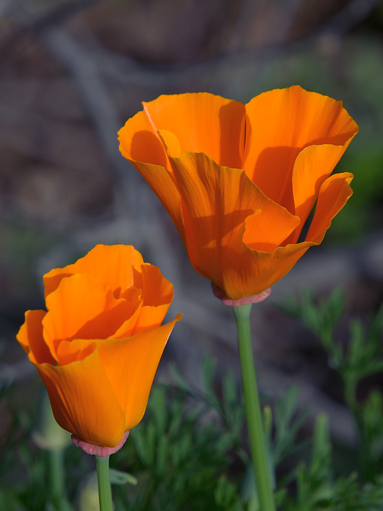 Poppy.jpg