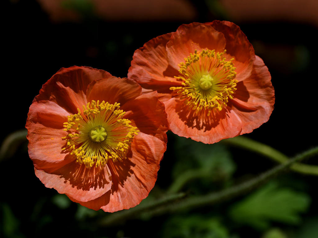Poppy.jpg