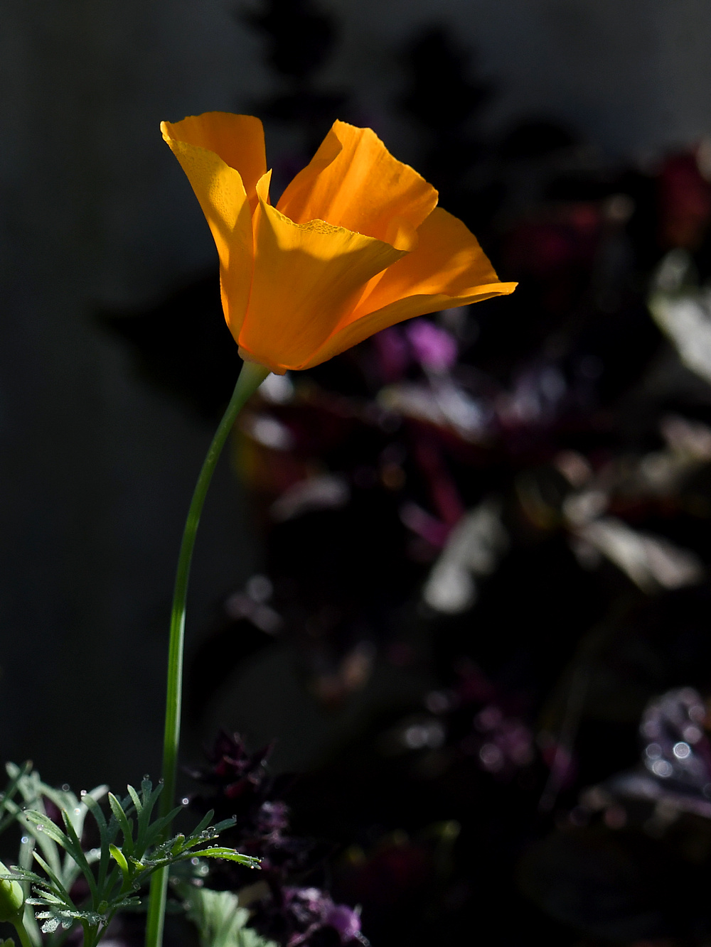 Poppy.jpg