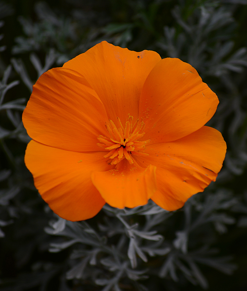 Poppy.jpg