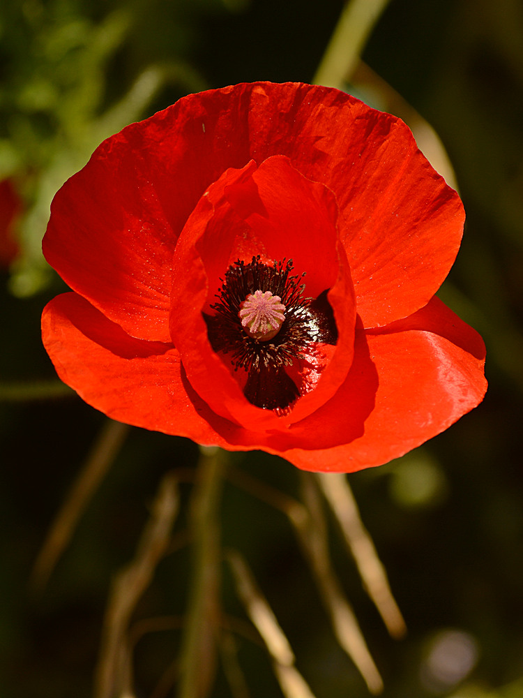 Poppy.jpg