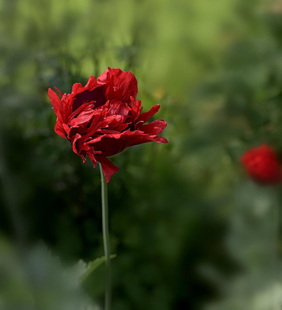 poppy2.jpg