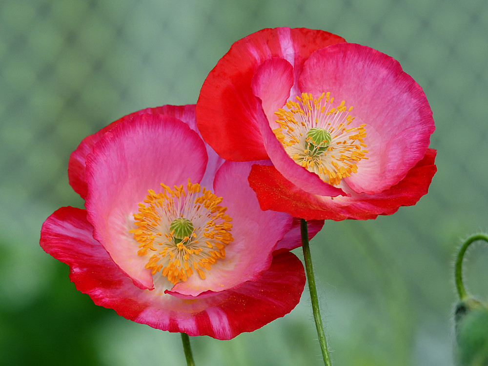 Poppy3.jpg