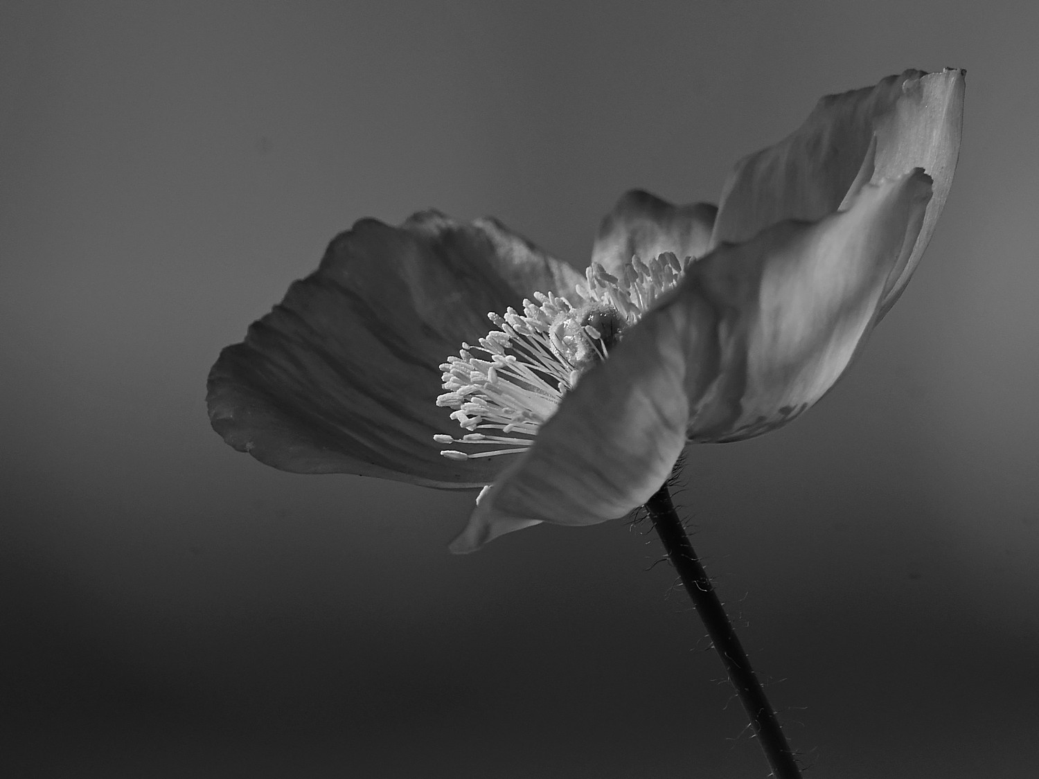 PoppyBW3.jpg