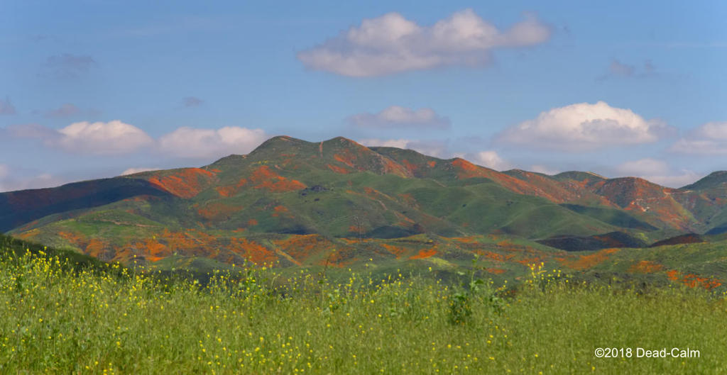 poppyscape N 500_9117.jpg