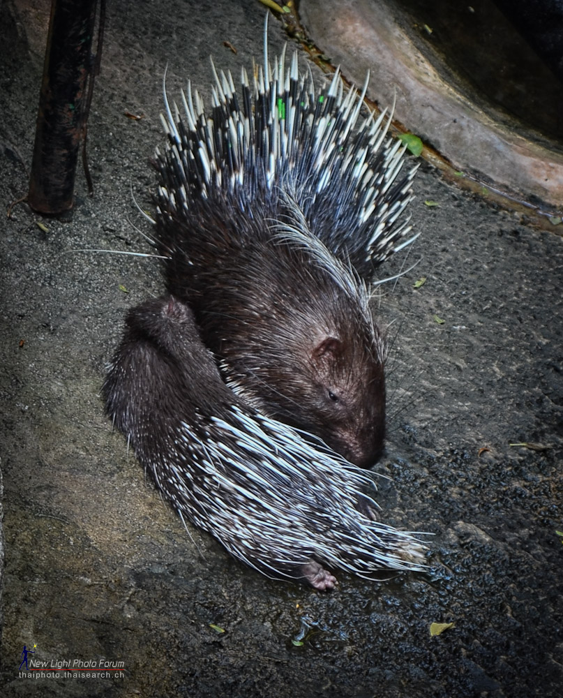 porcupine-1.jpg