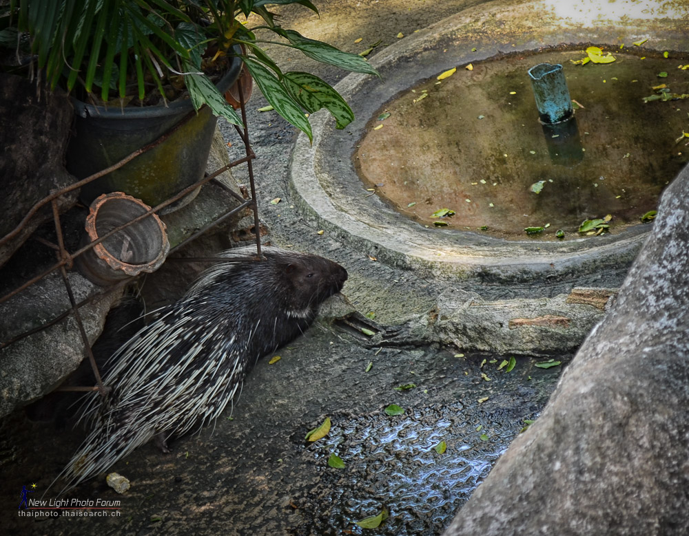 porcupine-2.jpg