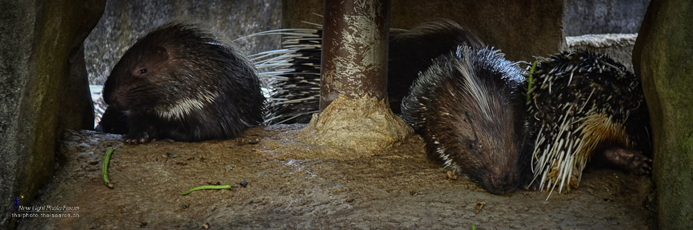 porcupine-3.jpg
