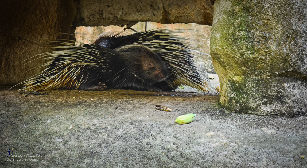 porcupine-4.jpg
