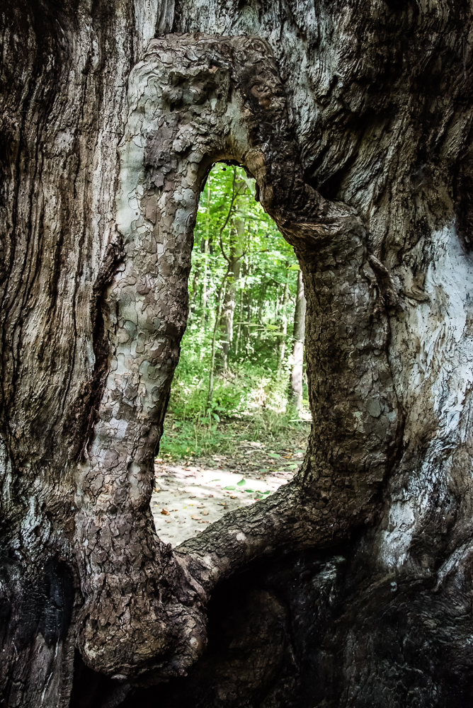 Portal (1 of 1).jpg