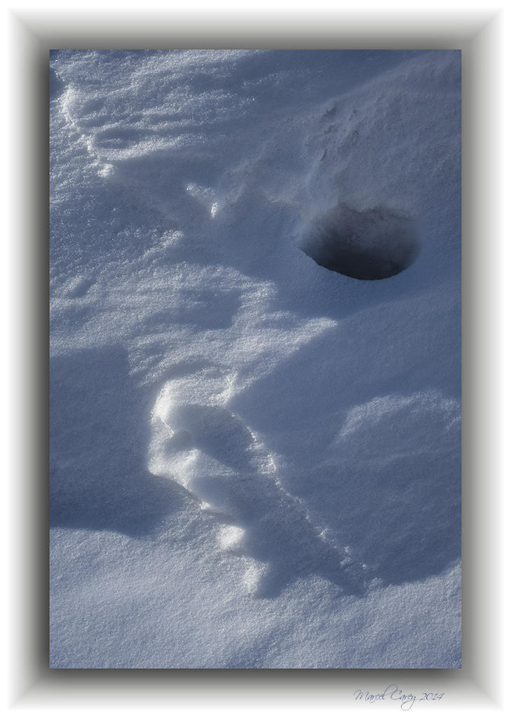 portrait de neige.jpg