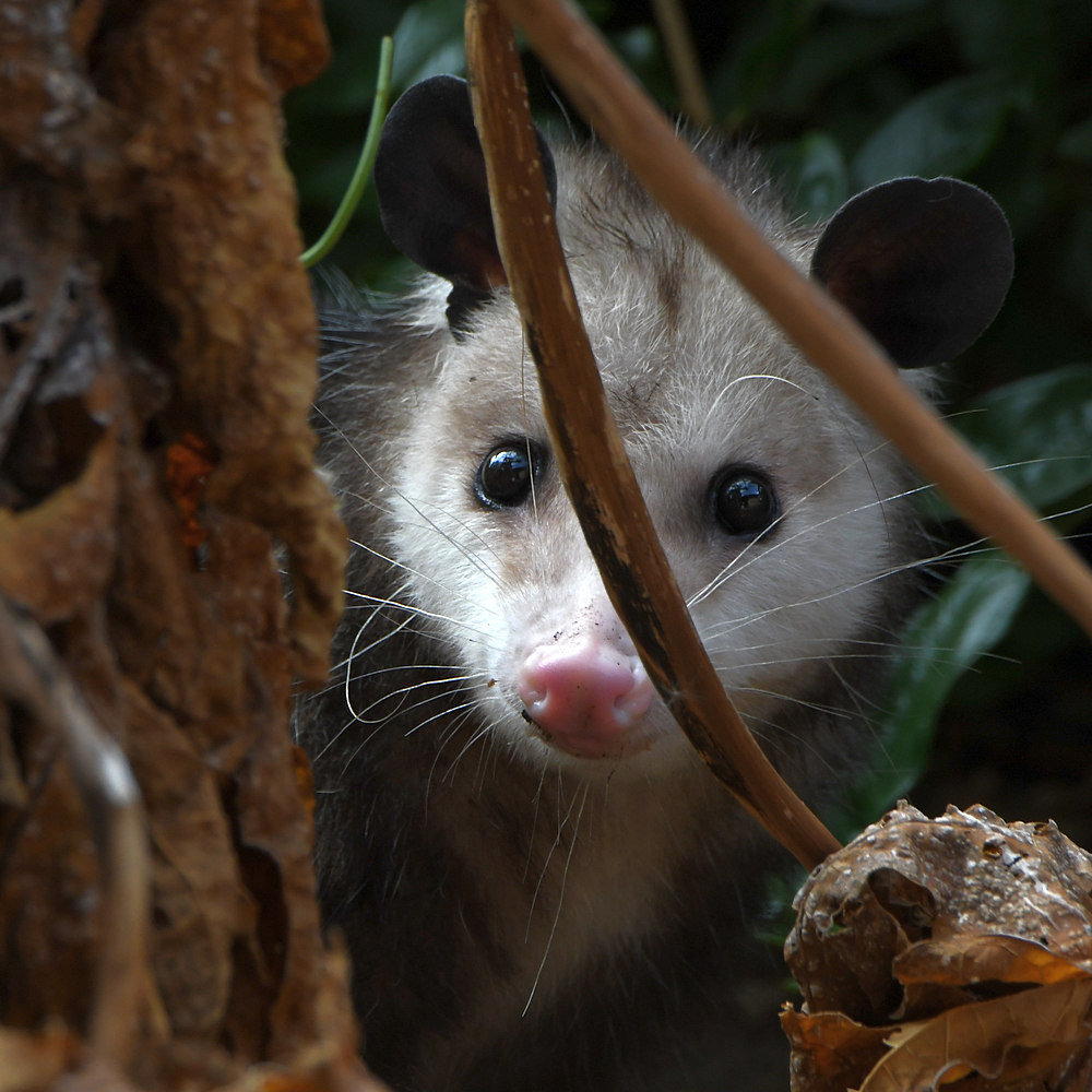 Possum.jpg