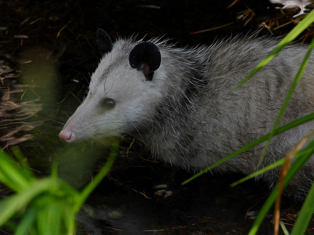 Possum.jpg