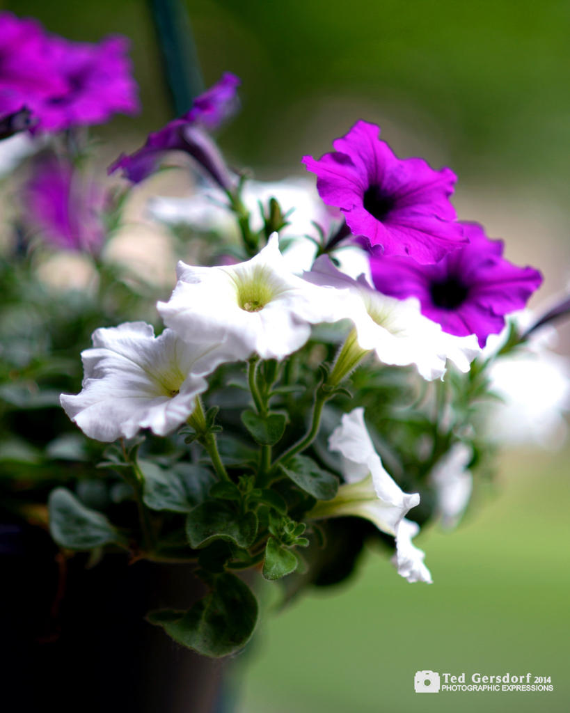 Potted Plants 3_1165.jpg