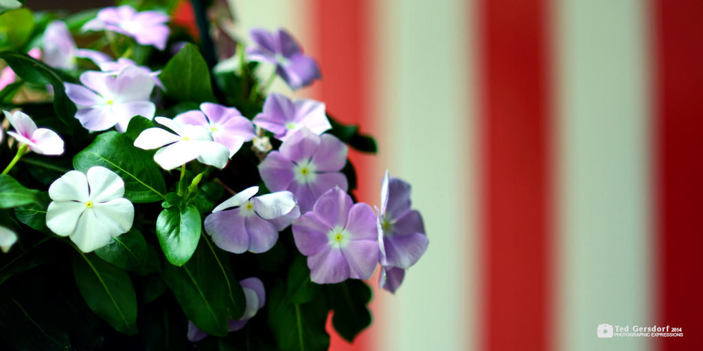 Potted Plants 5_1167.jpg