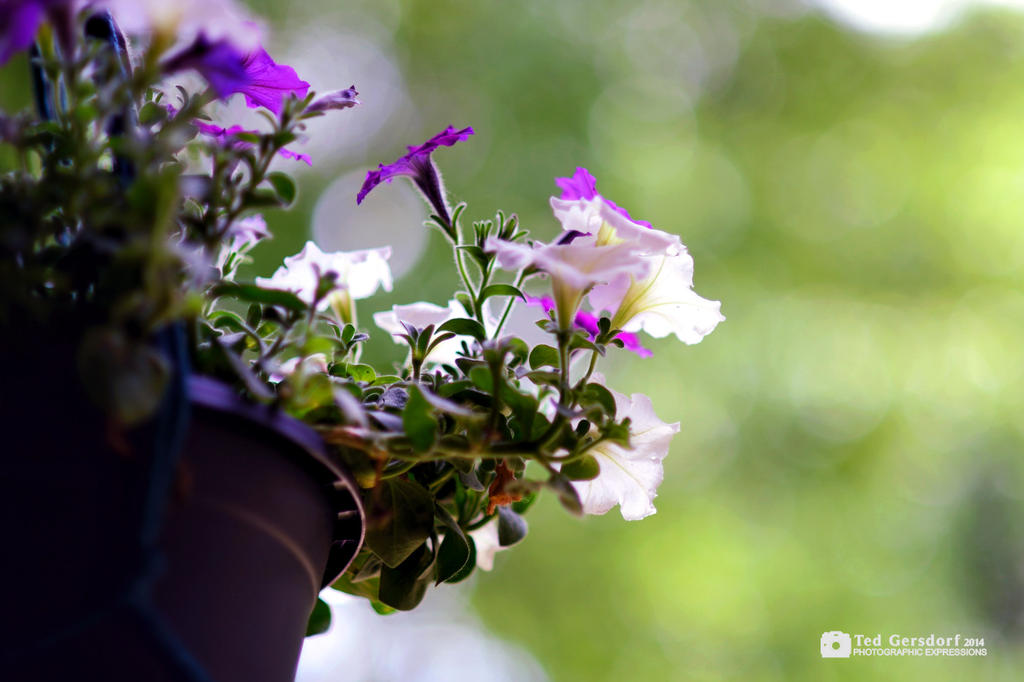 Potted Plants 9_1170.jpg