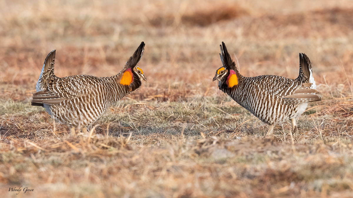 PrairieChickenFaceOff-615.jpg