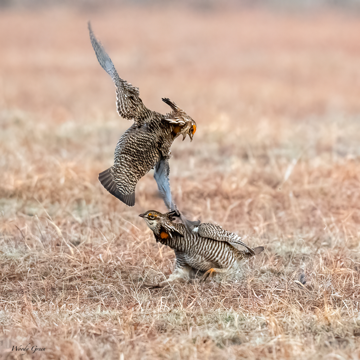 PrairieChickenFight-615.jpg