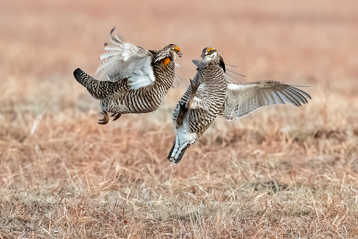 PrairieChickenFight-618.jpg