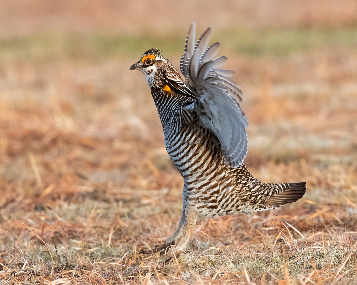 PrairieChickenFlight-615.jpg