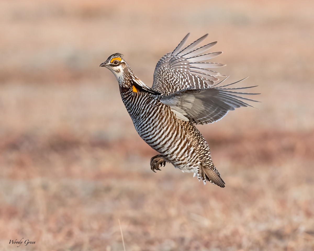 PrairieChickenFlight-617.jpg