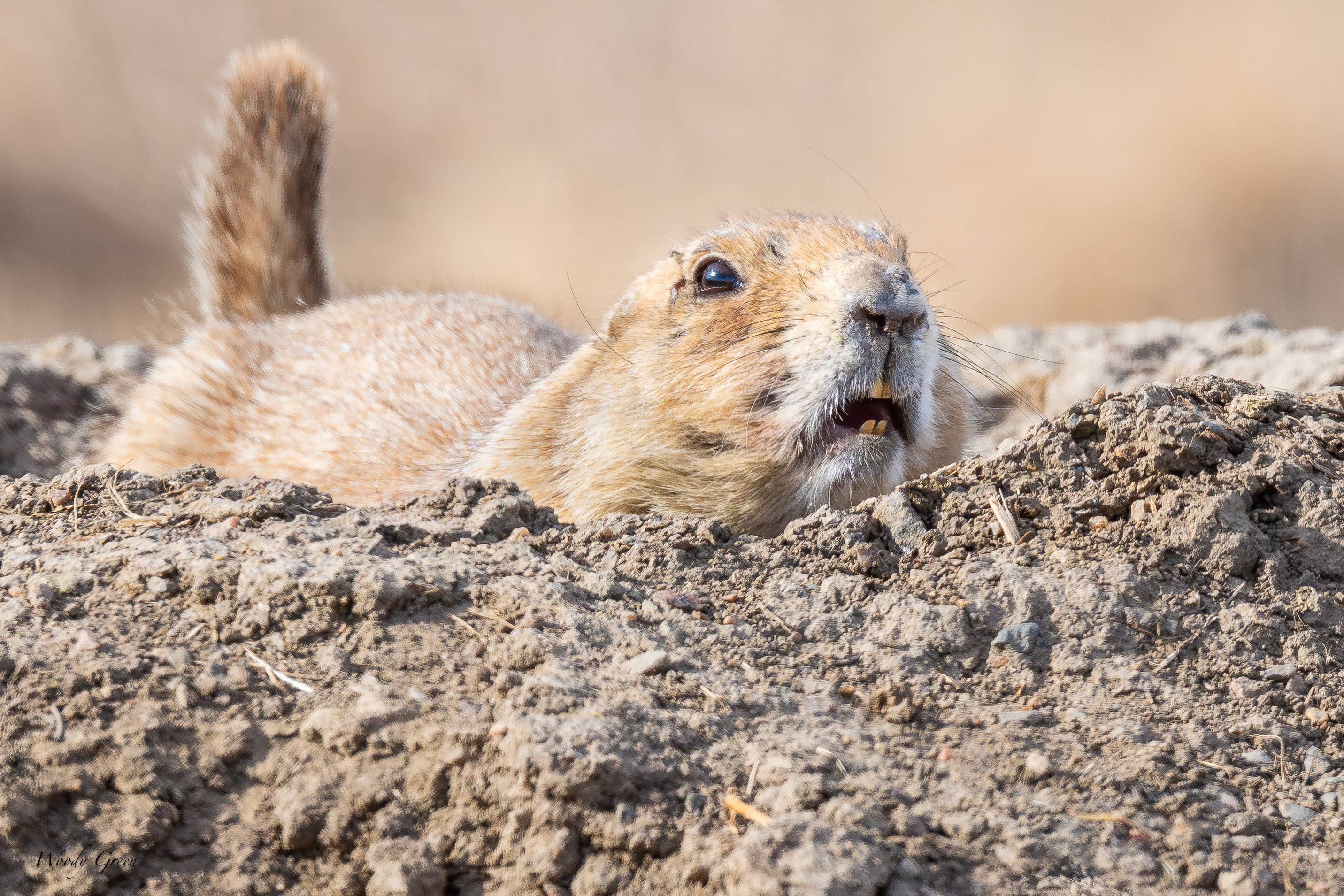 PrairieDog-550.jpg