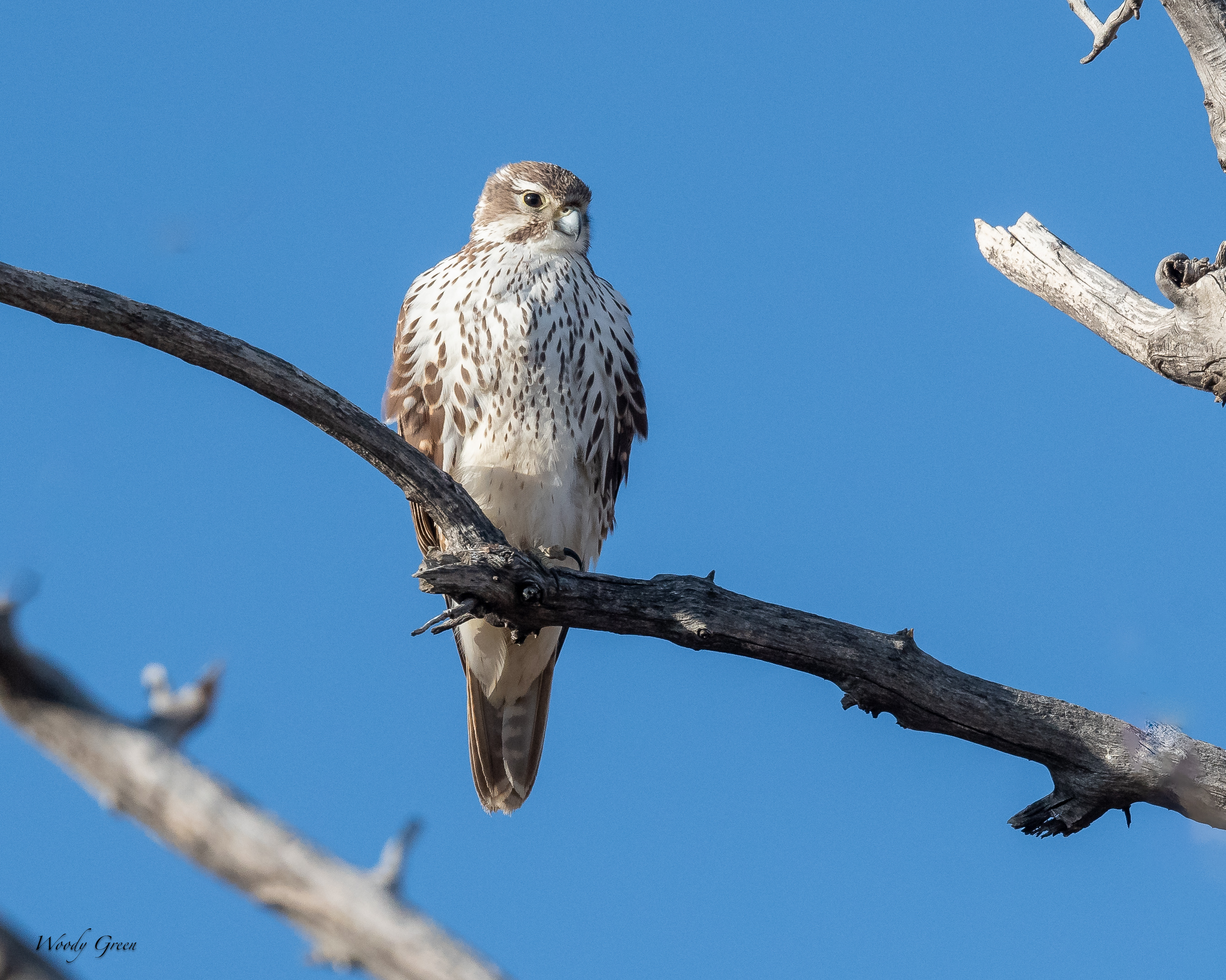 PrairieFalcon-283.jpg
