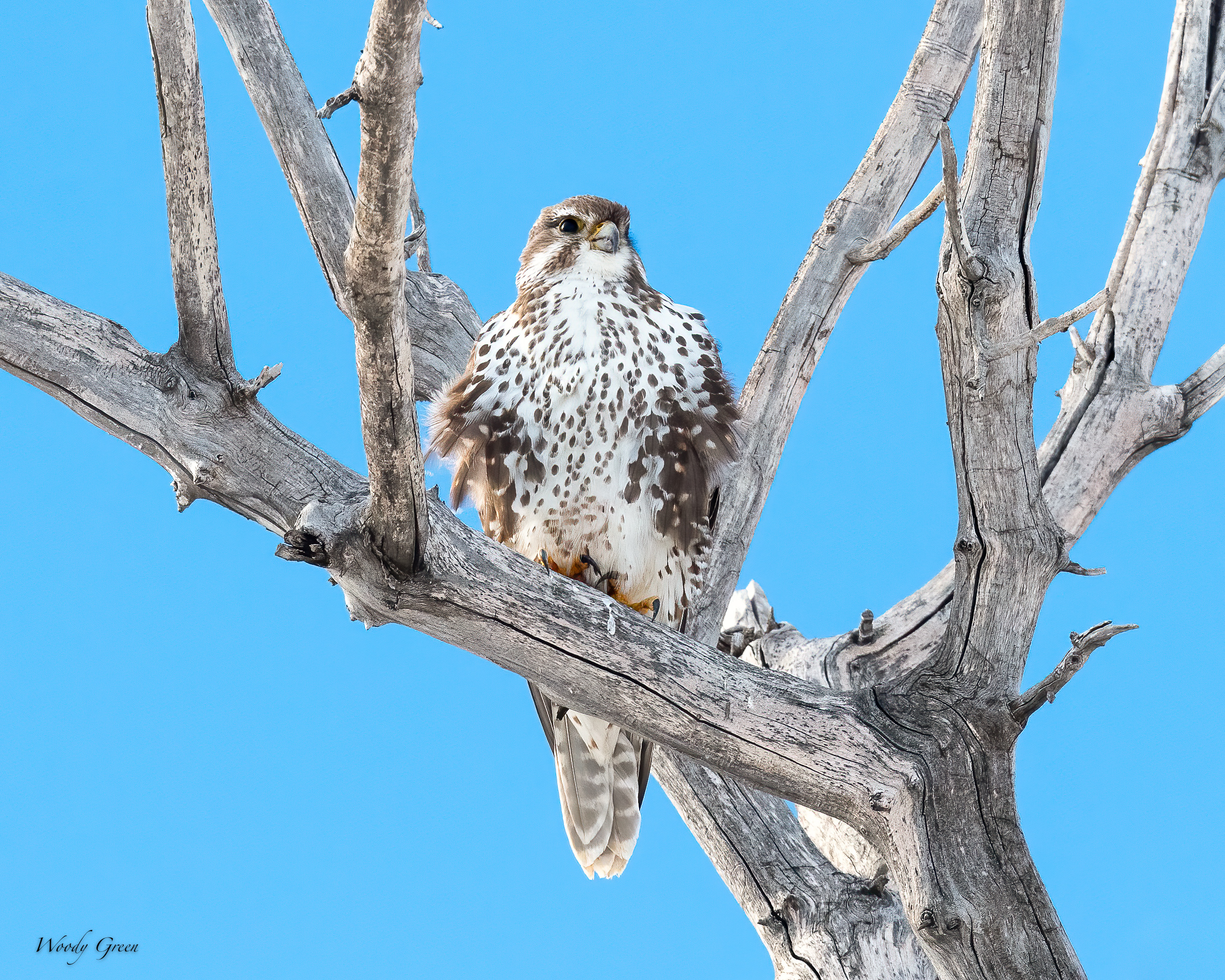 PrairieFalcon-535.jpg