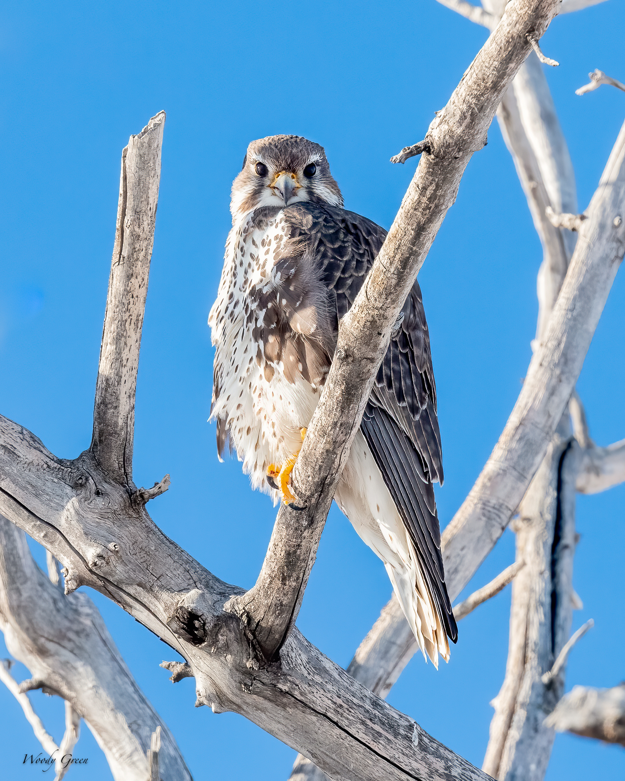 PrairieFalcon-552.jpg