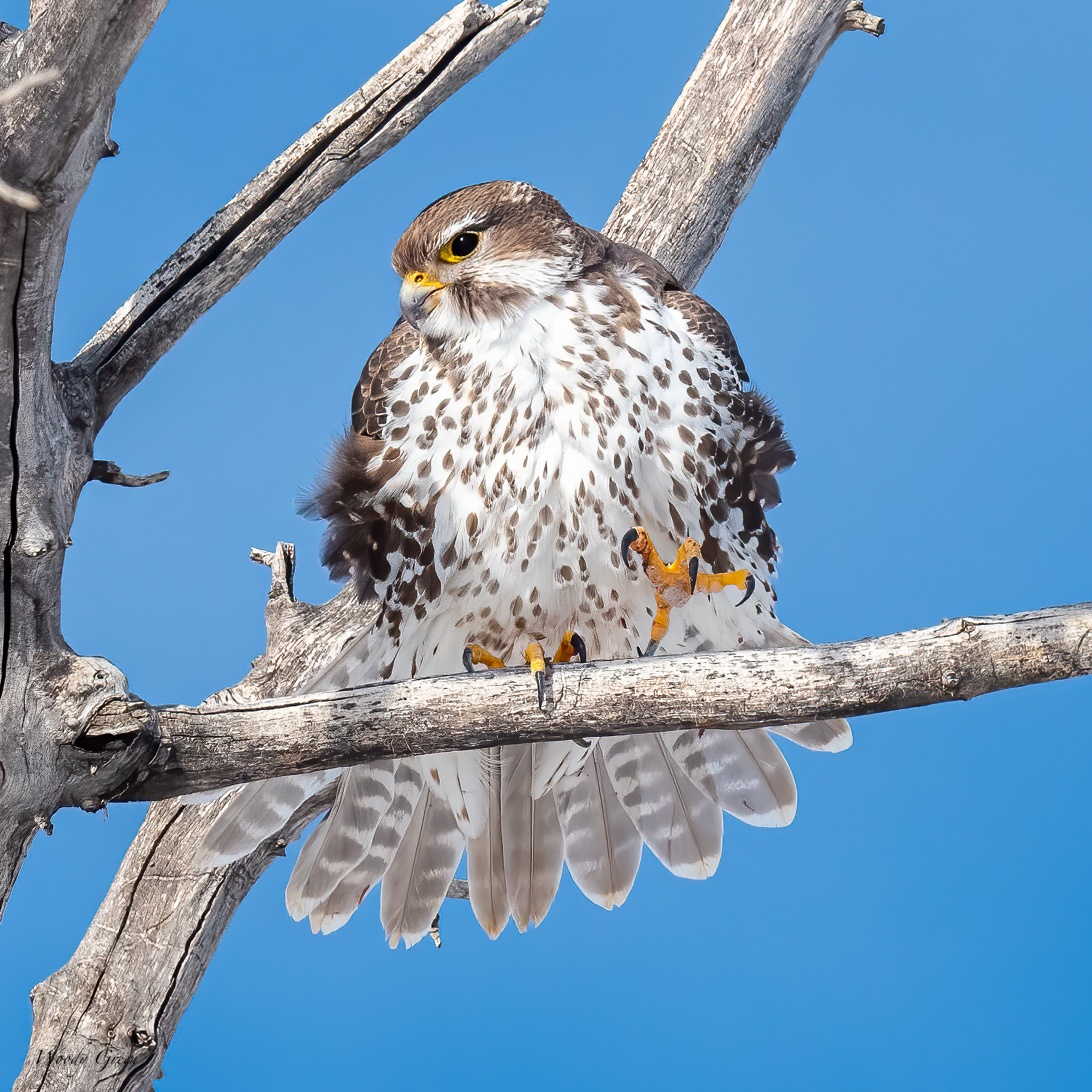 PrairieFalconStretch-553.jpg