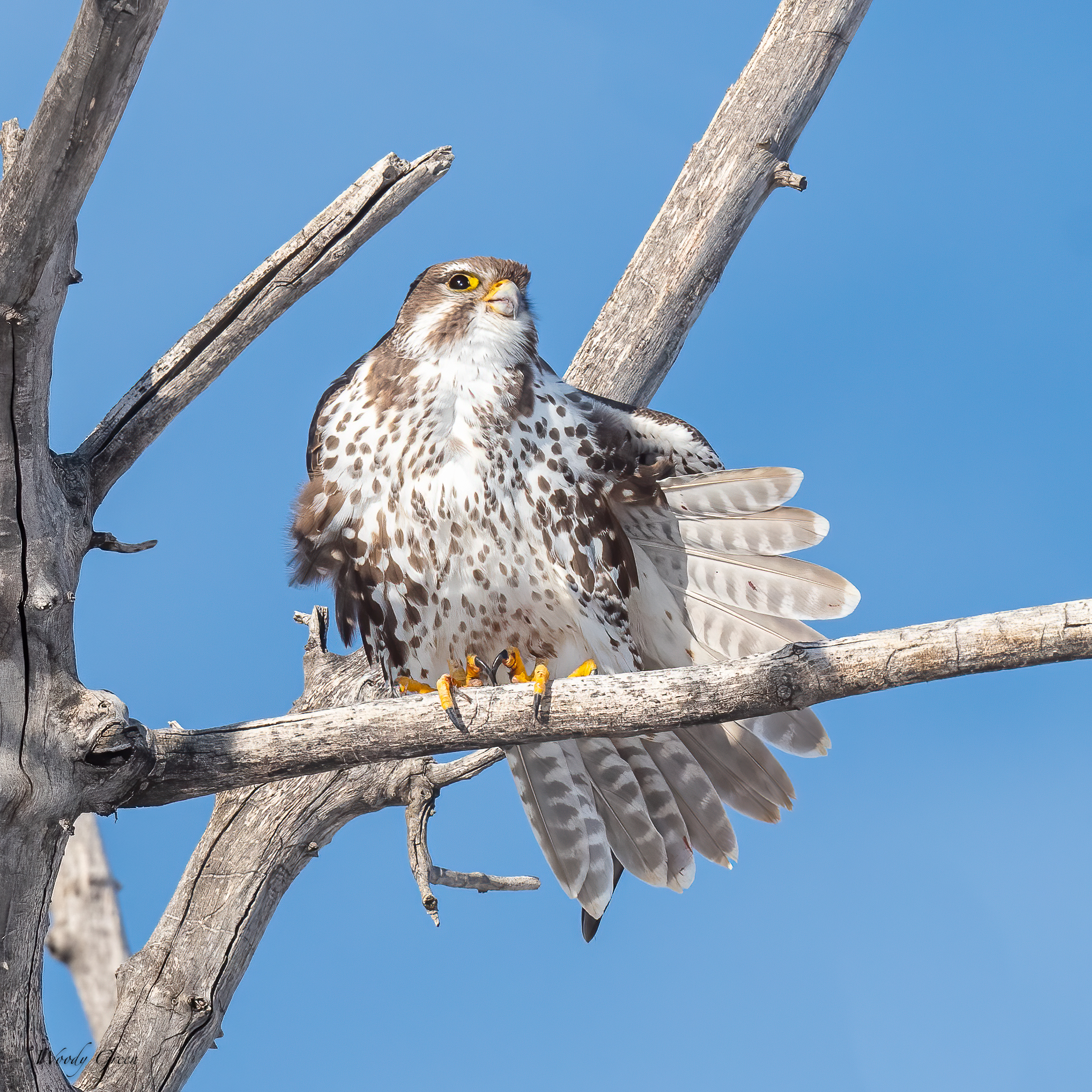 PrairieFalconStretch-555.jpg