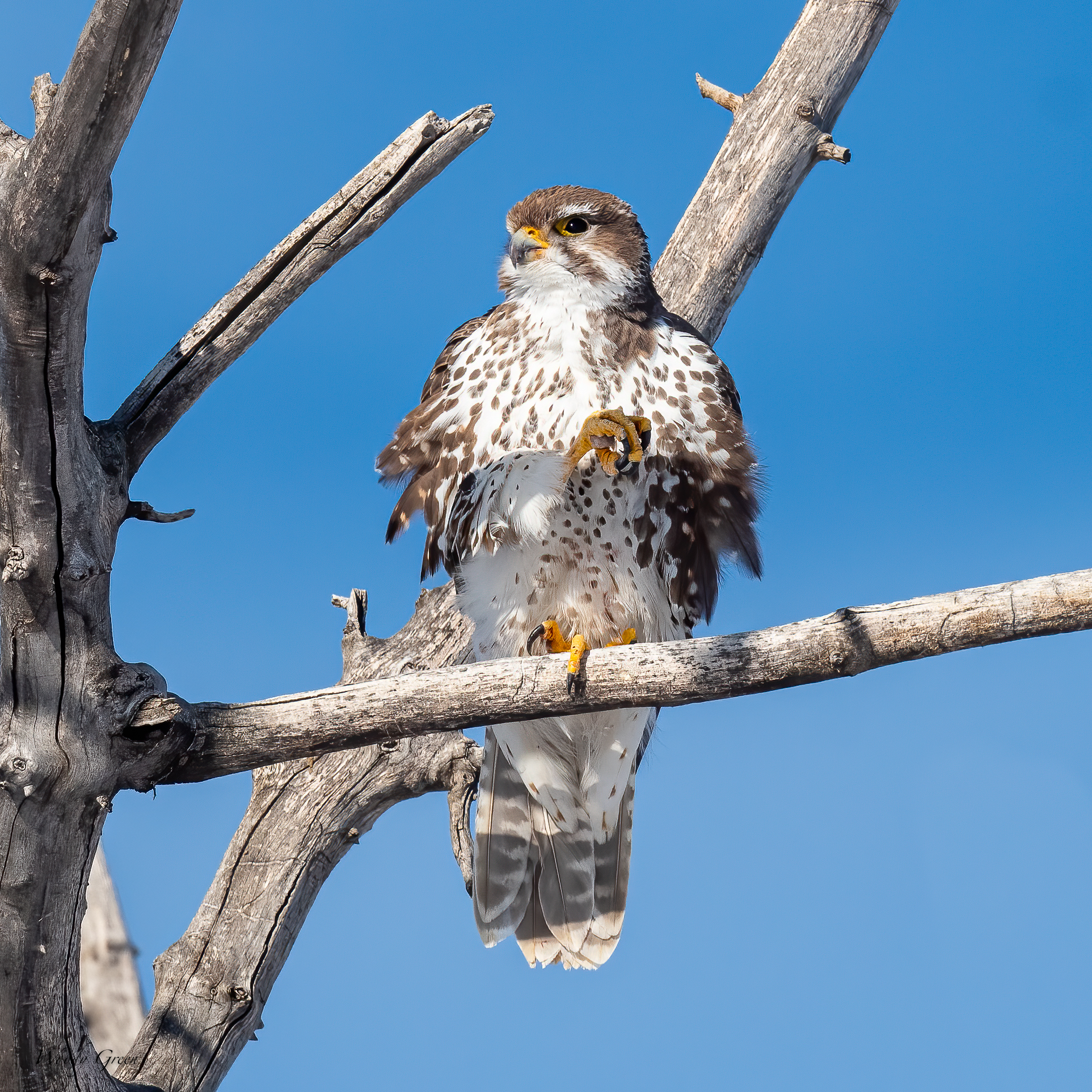 PrairieFalconStretch-556.jpg